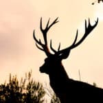 What Are The Health Benefits Of Deer Supplements