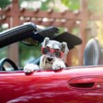 What Are The Best Pets To Have With Allergies?