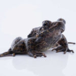 Frogs to the Rescue – New Antibiotics!