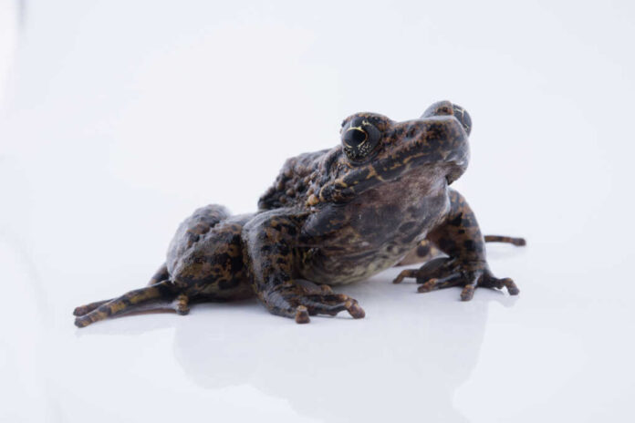 Odorrana,Andersonii,:,Frog,On,White,Background.