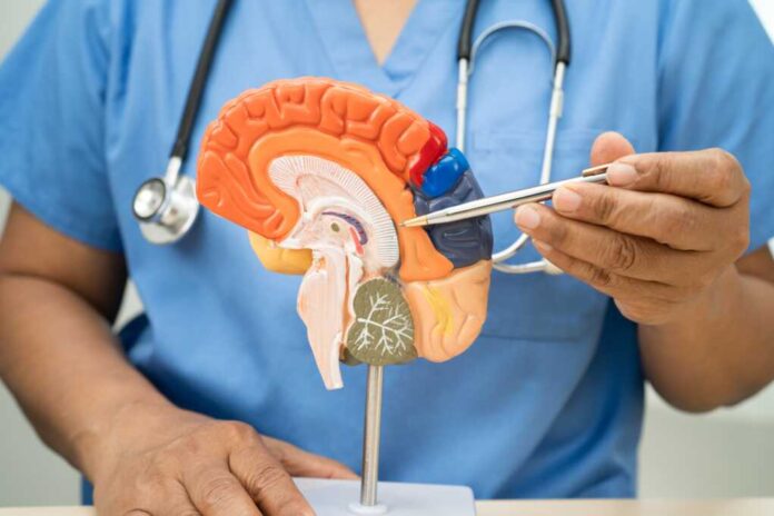 Alzheimer,Disease,,Asian,Doctor,Holding,Brain,Anatomy,Model,For,Study