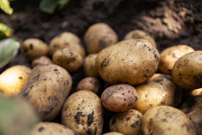 Fresh,Organic,Potatoes,In,The,Field,harvesting,Potatoes,From,Soil.