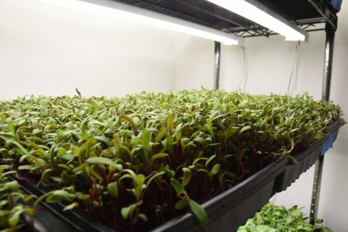Growing,Food,Indoors,Under,Lights