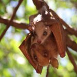 Teen Bats: The Next Pandemic Threat?