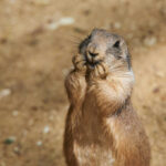 Plague Death Exposes Public Health Failures