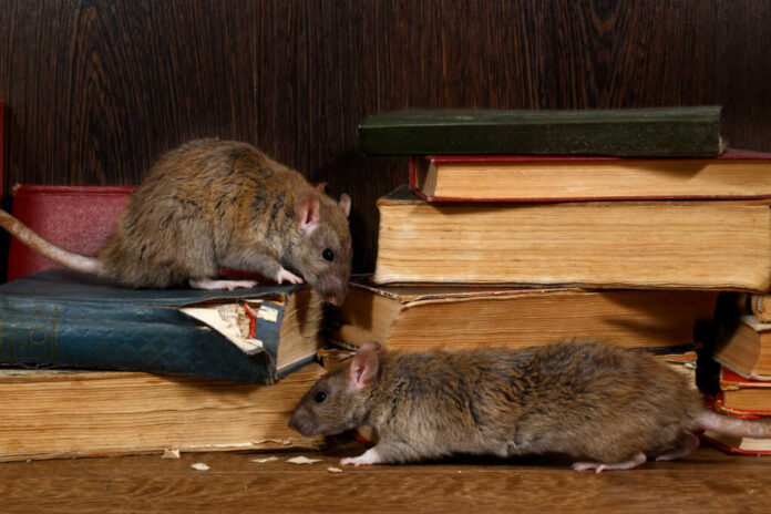 Close-up,Two,Rat,(rattus,Norvegicus),Climbs,On,Old,Books,On