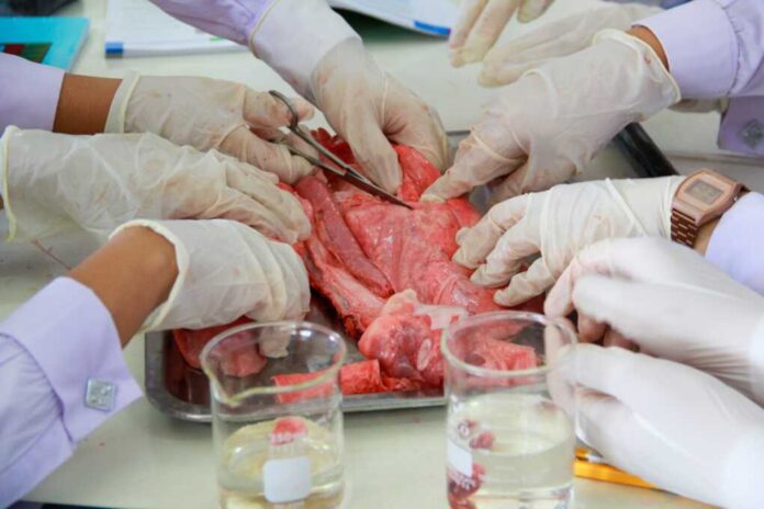 A,Student,Is,Dissecting,A,Pig's,Lung,,Pork,Lung,student,Undergoing