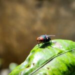 Screwworm: A National Security Risk