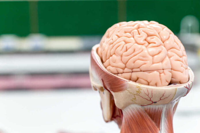 Brain,Model,And,Medicine,Drug,In,Laboratory.