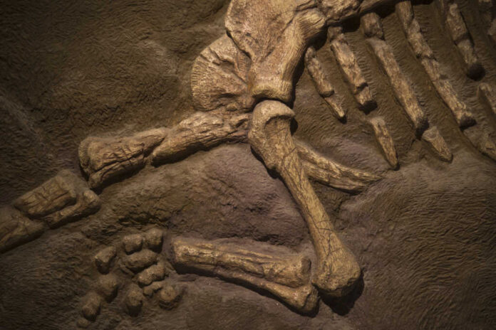 Dinosaur,Fossil