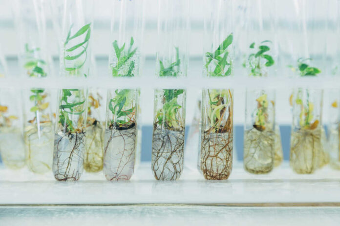 Microplants,Of,Cloned,Willows,(salix),In,Test,Tubes,With,Nutrient