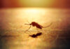 Malaria Funding Cuts: A Global Crisis
