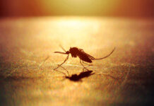 Malaria Funding Cuts: A Global Crisis
