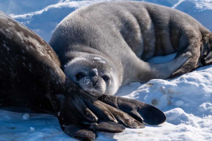 Weddell,Seal,Pup,,Newborn,Weddell,Seal,,Antarctica,(leptonychotes,Weddellii)