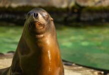 Antarctic Seal Deaths: A New Pandemic Threat?