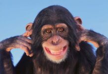Chimps’ New Flex: They Change Their Minds