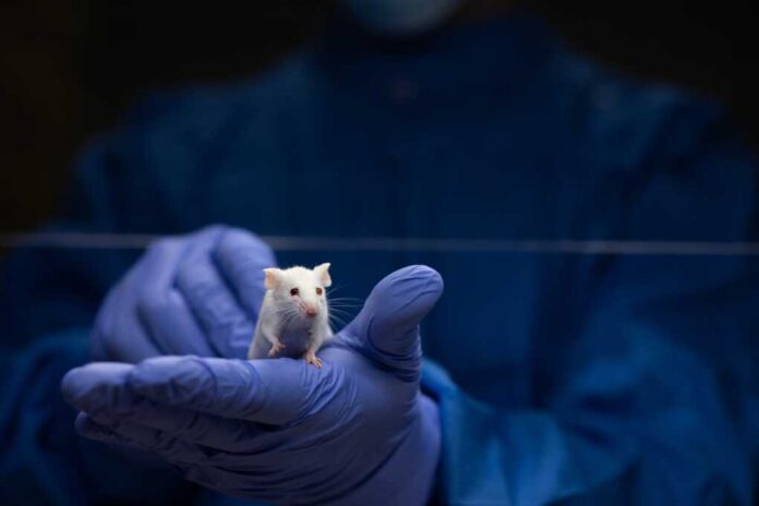 Scientist,Holding,A,Lab,Mouse,,Evaluating,Her,Condition,Prior,To