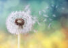 Dandelion Detox: Fact or Wellness Fad?