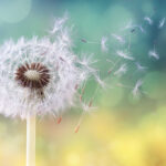 Dandelion Detox: Fact or Wellness Fad?