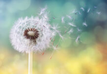 Dandelion Detox: Fact or Wellness Fad?