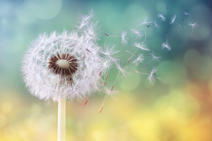 Dandelion,Seeds,In,The,Sunlight,Blowing,Away,Across,A,Fresh