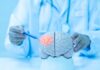 Doctor examining a model of a brain with a pen