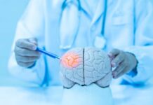 Doctor examining a model of a brain with a pen