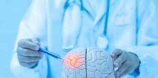 Doctor examining a model of a brain with a pen