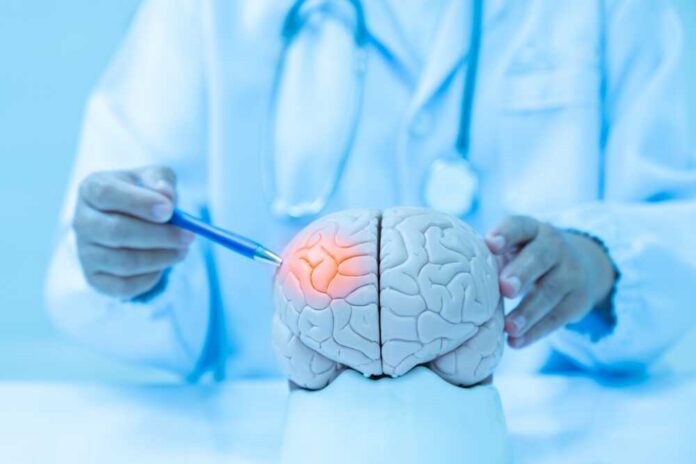 shutterstock_2284571133.jpg Doctor examining a model of a brain with a pen