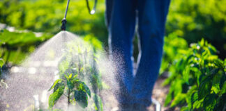 A farmer spraying pesticide on green plants in a field