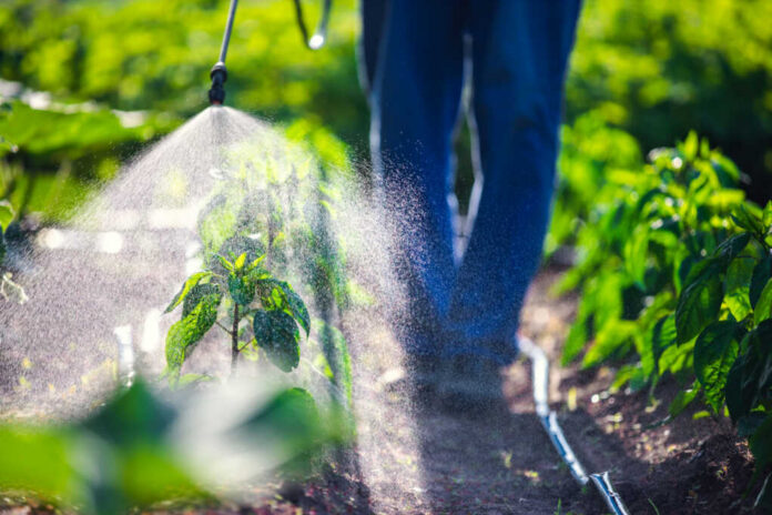 A farmer spraying pesticide on green plants in a field