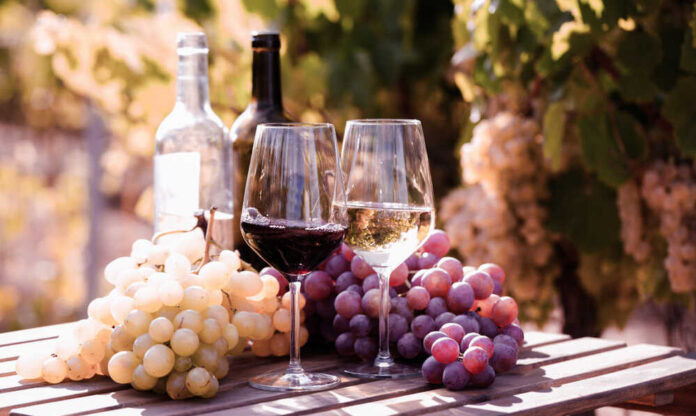 Two glasses of wine beside fresh grapes in a vineyard
