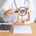 Plastic-Binding Bacteria: A Game-Changer? Doctor examining an anatomical model of the digestive system with a magnifying glass