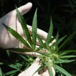 Cannabis Crisis: ER Visits for Seniors A gloved hand holding a cannabis plant with green leaves