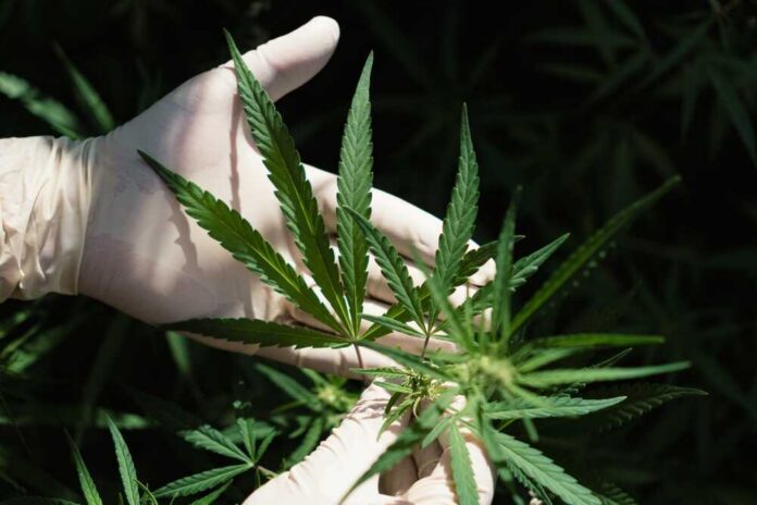 A,Hand,In,White,Gloves,Holds,Cannabis,Leaves.,Beautiful,Green A gloved hand holding a cannabis plant with green leaves