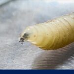 Flesh-Eating Maggots Hit Texas Flesh-eating screwworm detected in Texas for 1st time in decades