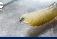 Flesh-Eating Maggots Hit Texas Flesh-eating screwworm detected in Texas for 1st time in decades