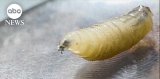 Flesh-eating screwworm detected in Texas for 1st time in decades