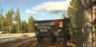 12-year-old injured by bison at Yellowstone National Park