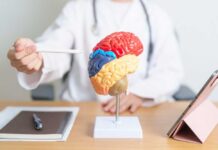 Brain Scientists Flip Speech Science Playbook A doctor pointing at a colorful brain model during a consultation