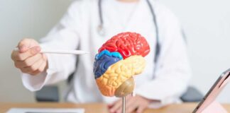 A doctor pointing at a colorful brain model during a consultation
