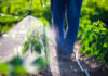 Decades-Old Pesticide Found to Increase Alzheimer’s Risk A farmer spraying pesticide on green plants in a field