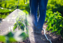 Decades-Old Pesticide Found to Increase Alzheimer’s Risk A farmer spraying pesticide on green plants in a field