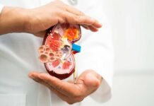 America’s Kidney Gauntlet – Half vanish Before Transplant? A healthcare professional holding a detailed model of a kidney