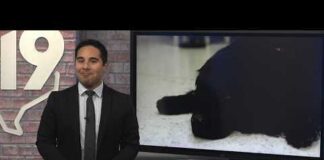 Study suggests dogs can recognize human emotions through facial expressions