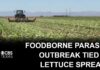 Human Waste Taints Salad Greens Foodborne parasite outbreak tied to lettuce spreads as deaths are reported