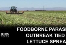 Human Waste Taints Salad Greens Foodborne parasite outbreak tied to lettuce spreads as deaths are reported
