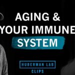 Why Your Immune System Declines With Age | Dr. Max Krummel & Dr. Andrew Huberman