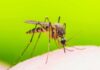 Preventing Mosquito Bites: Stop Spraying — Do This Instead Mosquito feeding on human skin