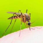 Mosquito feeding on human skin